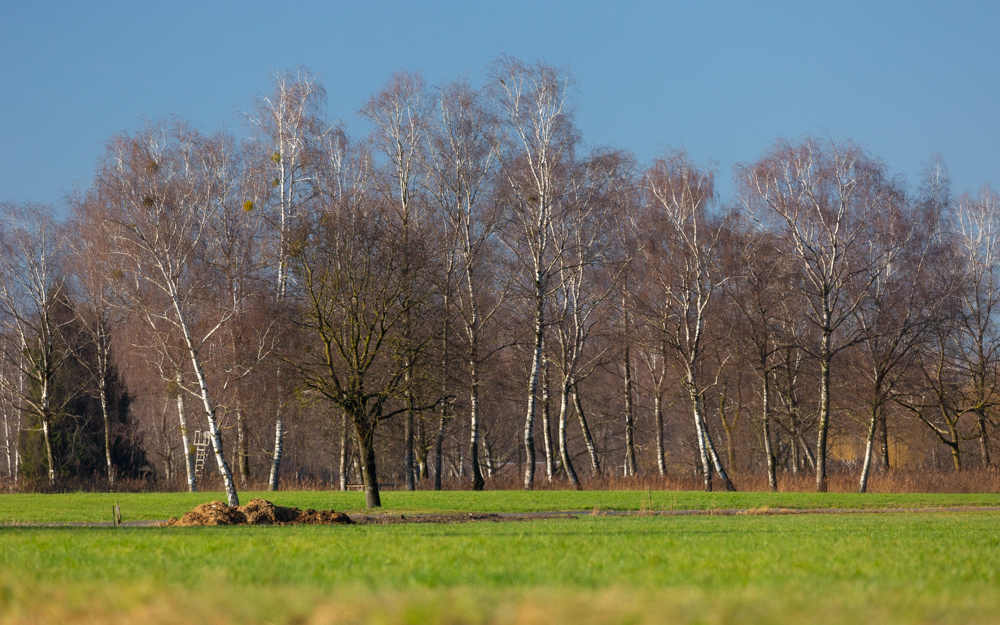 Lauteracherried im Jänner 22